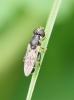 Syritta pipiens